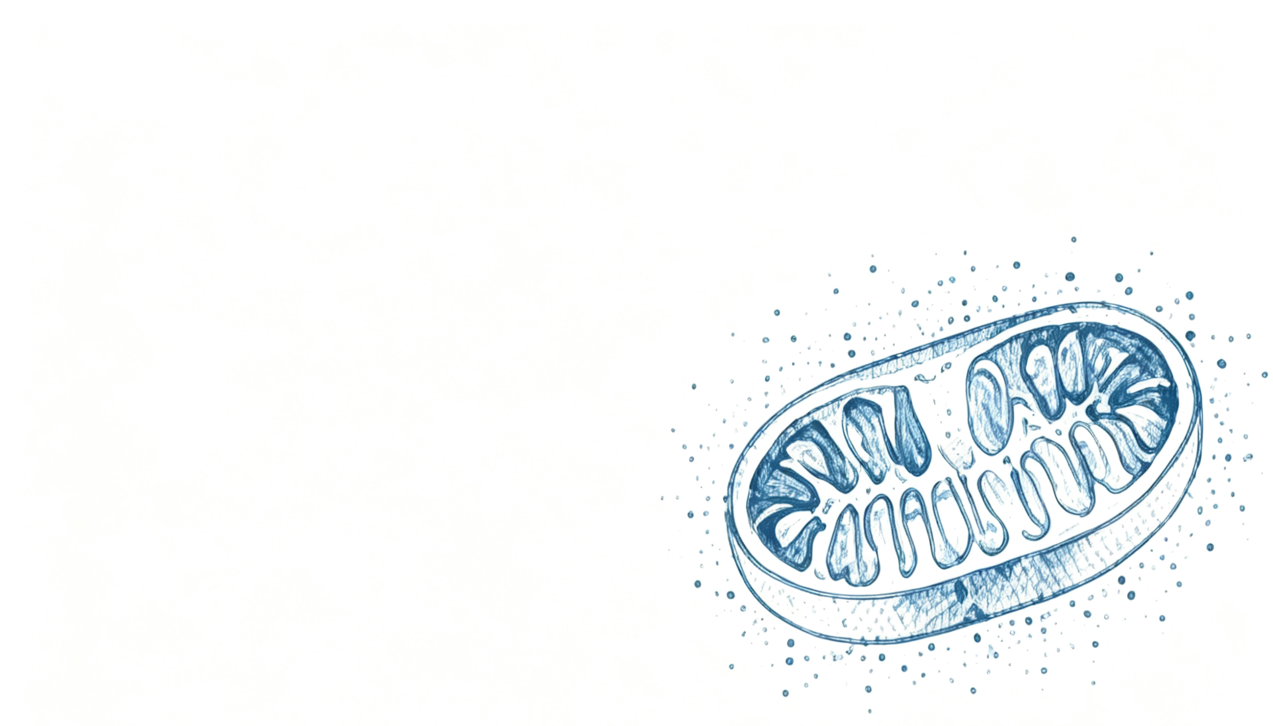 Mitochondria research visual