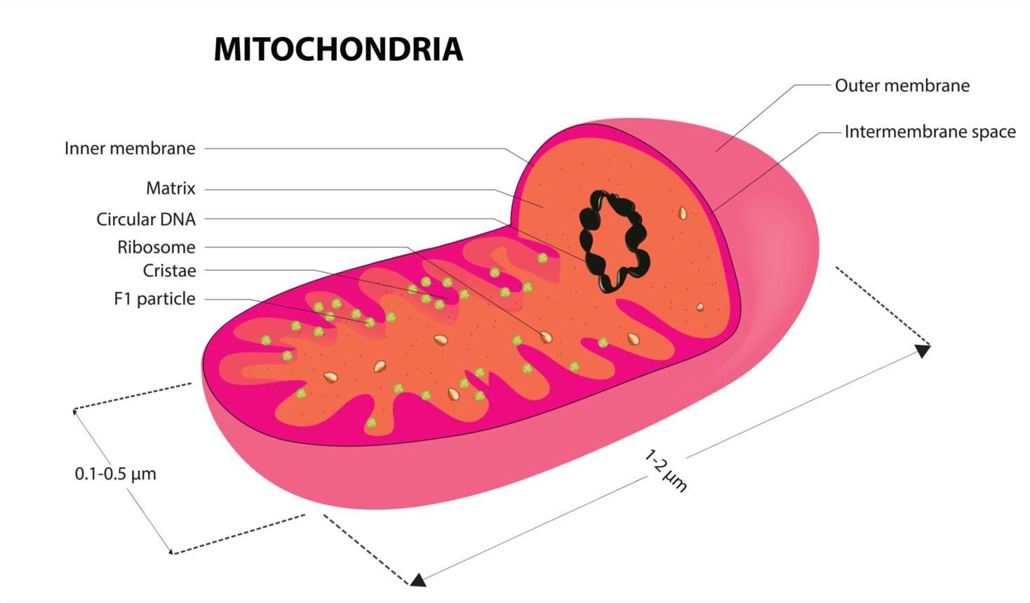 Mitochondria visual