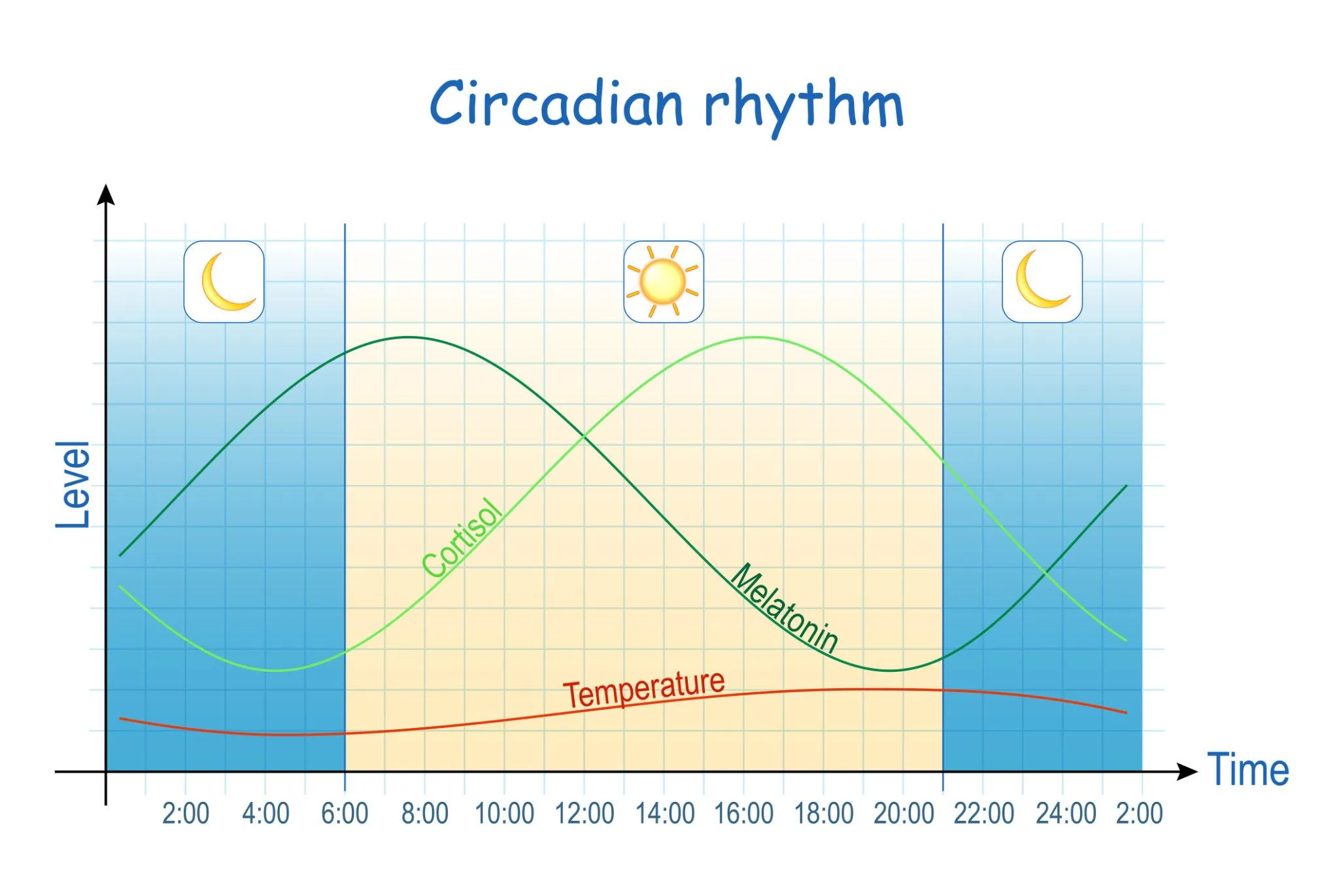 Sleep system coordination — thermal regulation, adenosine, circadian rhythm