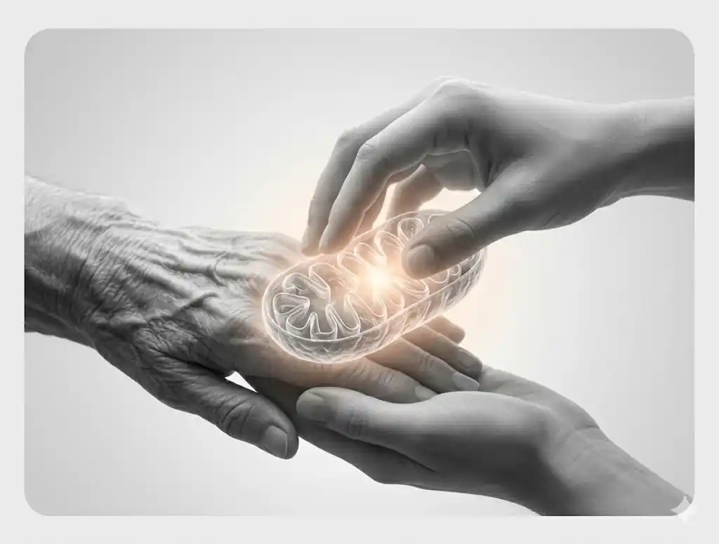 Hands holding a glowing mitochondria, symbolizing care and cellular energy