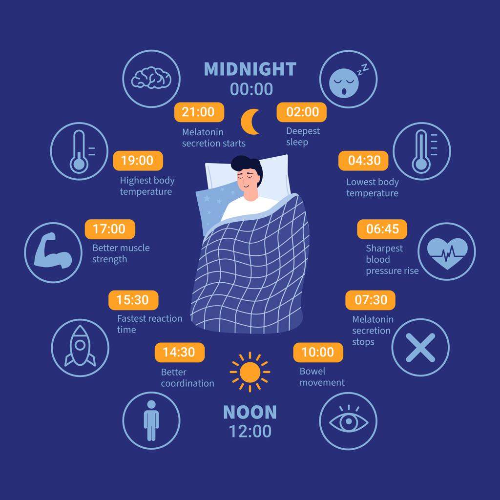 Why Do I Wake Up at 4:30 AM? Timing Disruption and Sleep Architecture