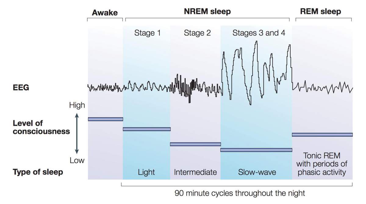 EEG brainwave visualization for a study summary on graphene far infrared exposure