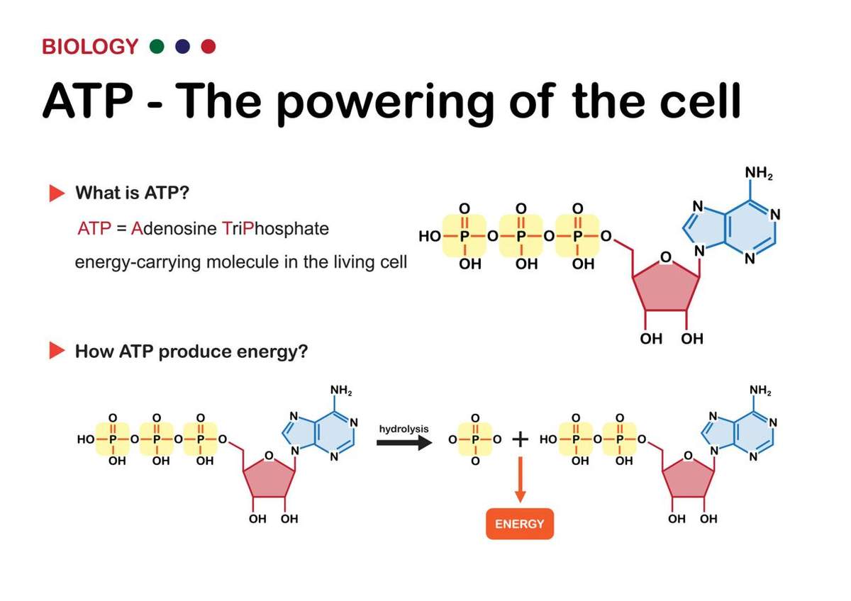 ATP Explained: The Body's Energy Currency