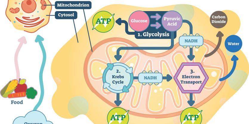 Cellular respiration pathway showing glucose conversion into mitochondrial ATP production