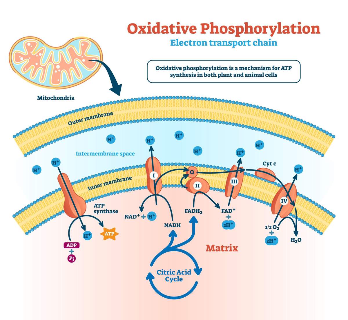 Oxidative phosphorylation diagram showing electron transfer, proton pumping, and ATP generation across the mitochondrial membrane