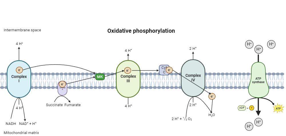 Pathway diagram showing glycolysis, the TCA cycle, and oxidative phosphorylation in ATP production