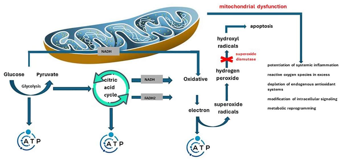 Mitochondrial dysfunction overview showing glucose metabolism, ATP production, oxidative stress, and inflammatory signaling