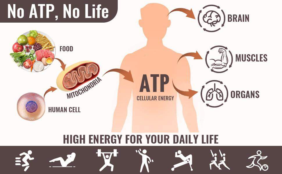 Illustration showing that ATP is required for cellular survival, signaling, and movement