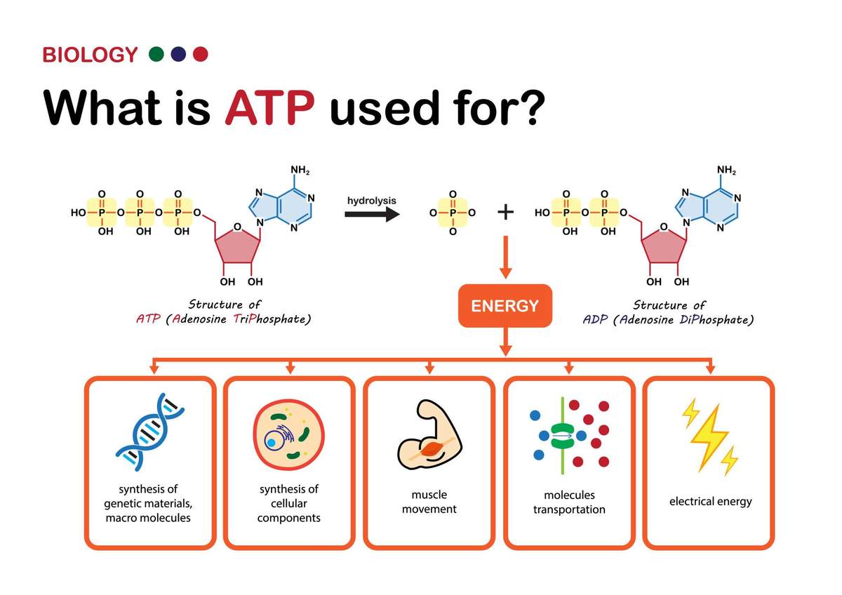 Examples of biological processes powered by ATP including signaling, transport, movement, and repair